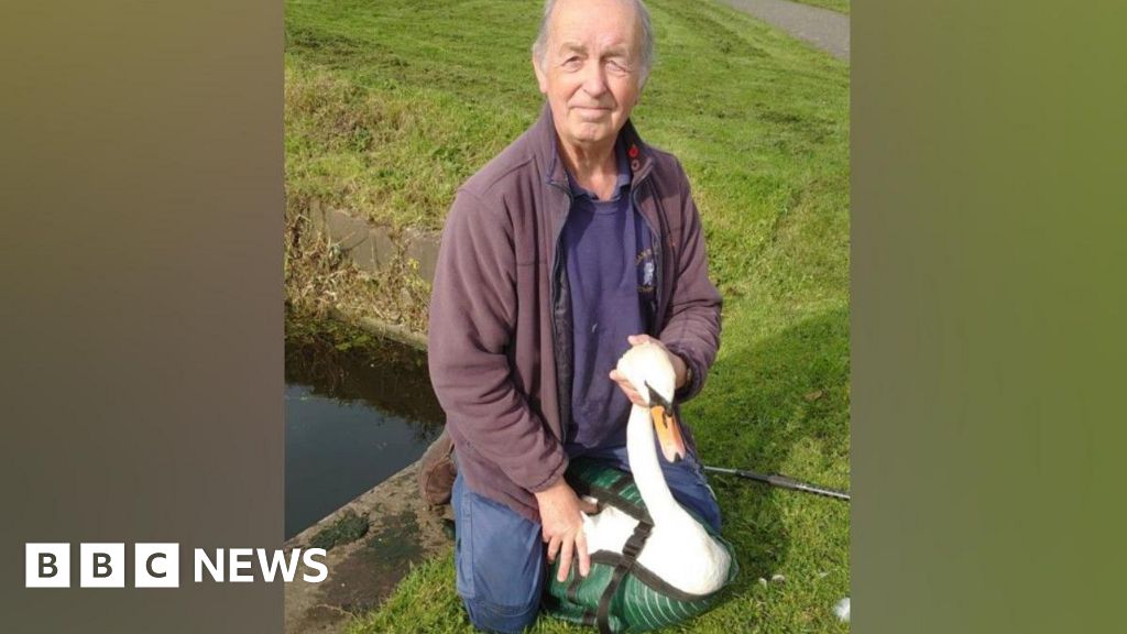 droitwich-swan-rescue-charity-closing-after-50-years
